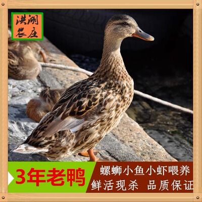正宗3年农家散养鸭老鸭子土鸭麻鸭活鸭子水鸭现杀活鸭老鸭汤