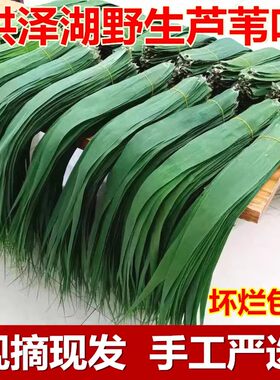 粽叶新鲜野生芦苇叶苏北洪泽湖农家现摘柴叶端午包粽子的皮