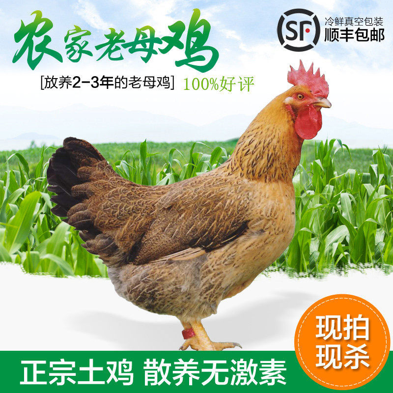 老母鸡土鸡农家散养走地鸡草鸡笨鸡月子鸡整只装新鲜现杀正宗土鸡