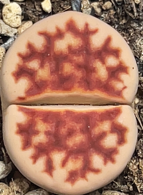 红色暗纹 红窗