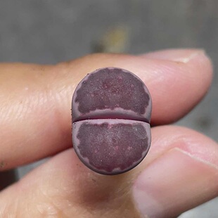 紫饼干