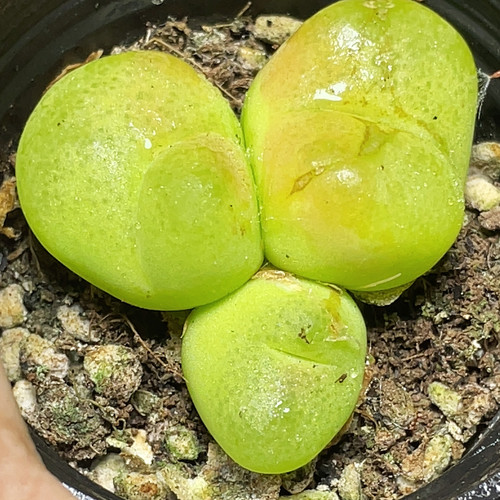 编号蟠桃