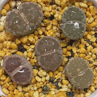 李夫人大窗饼干