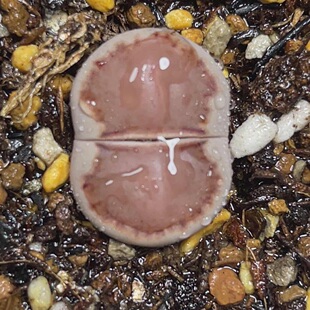 菊饼干