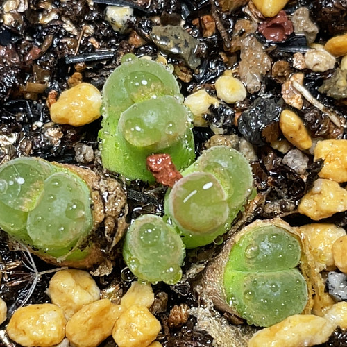 5头风铃玉