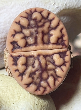 c44强纹雀卵玉 变异