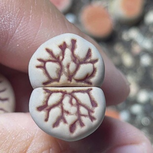 线雕菊