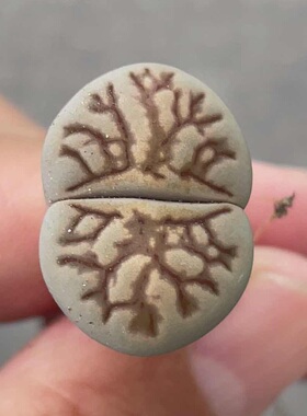 灰色菊化石