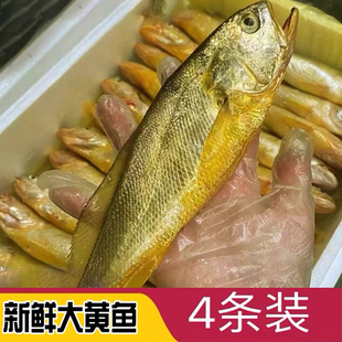 【大黄鱼4条装】温州特产黄花鱼洞头黄梅生鲜海鲜东海水产无冰衣