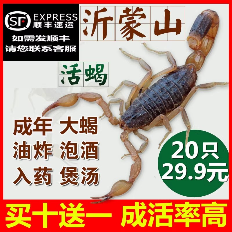 活蝎子正宗沂蒙山野性十足全蝎蝎子活体活虫煲汤油炸泡酒食用药用
