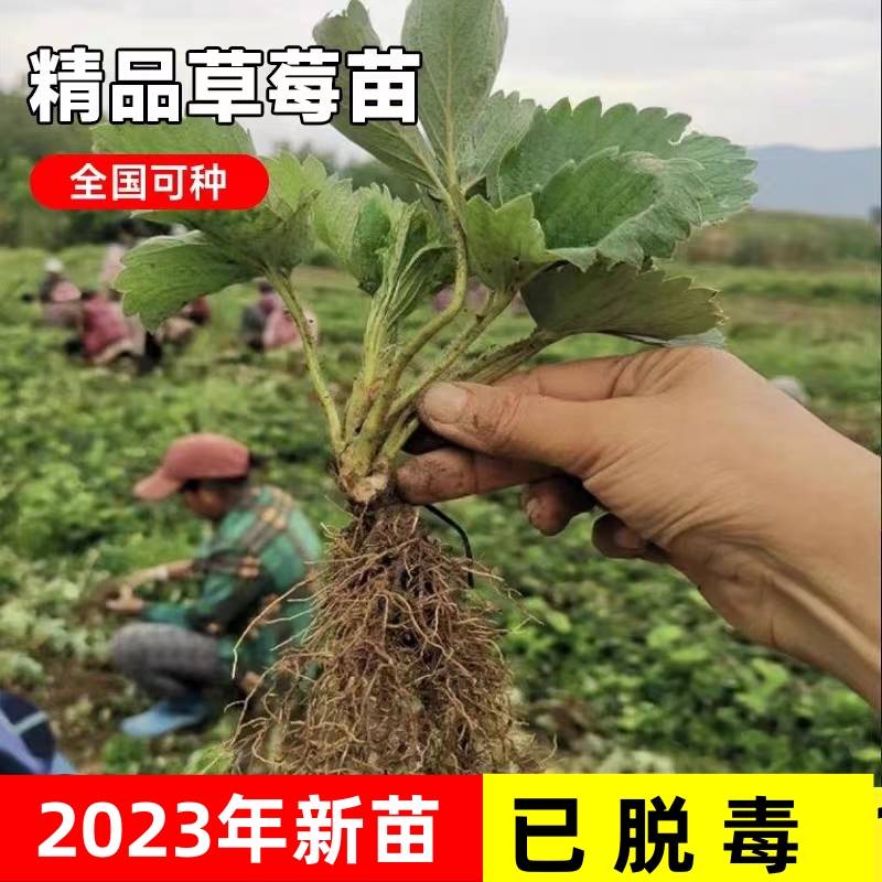 四季草莓苗种苗阳台盆栽地栽红颜奶油草莓秧裸根新苗带土当年结果