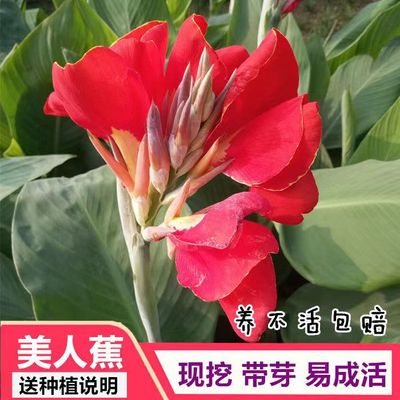 美人蕉种球四季易养花卉盆栽室外庭院地栽植物花苗多年生带芽根茎