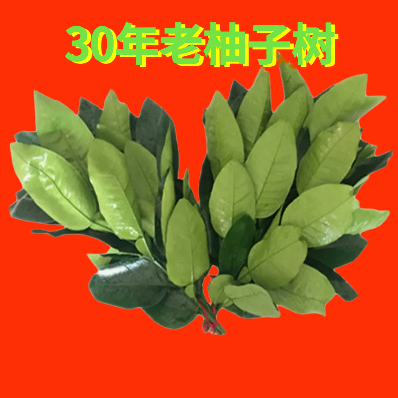 精选30年老树新鲜现摘带枝干净柚子叶迎好运新年专用柚子叶