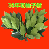 精选30年老树新鲜现摘带枝干净柚子叶迎好运新年专用柚子叶