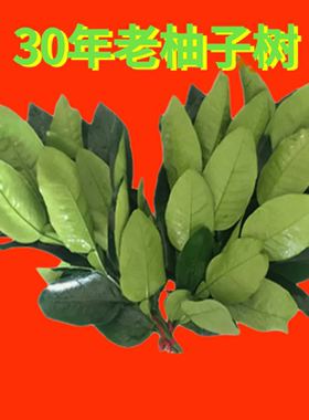 精选30年老树新鲜现摘带枝干净柚子叶迎好运新年专用柚子叶