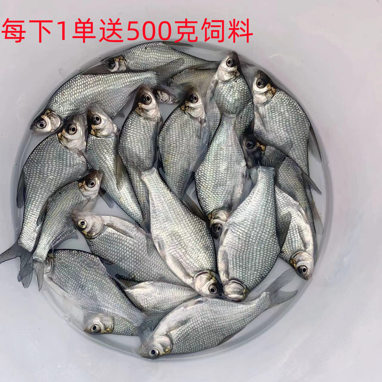 鳊鱼苗鳊鱼苗淡水养殖武昌鱼杂食