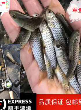 军鱼苗黄娟鱼青竹鲤竹鲃鲤光倒刺鲃火绢坑坚光眼鱼粗鳞鱼淡水活体