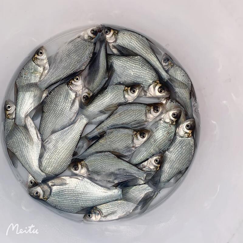 鳊鱼苗鱼淡水中成存活率高杂食快