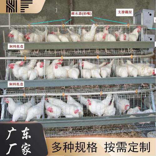 厂家直销生产阶梯式蛋鸡笼三层四层镀锌蛋鸡笼现货蛋鸡笼肉鸡笼