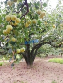 现摘现发礼品包装 包邮 水果正宗砀山酥梨自产自销10斤 应季