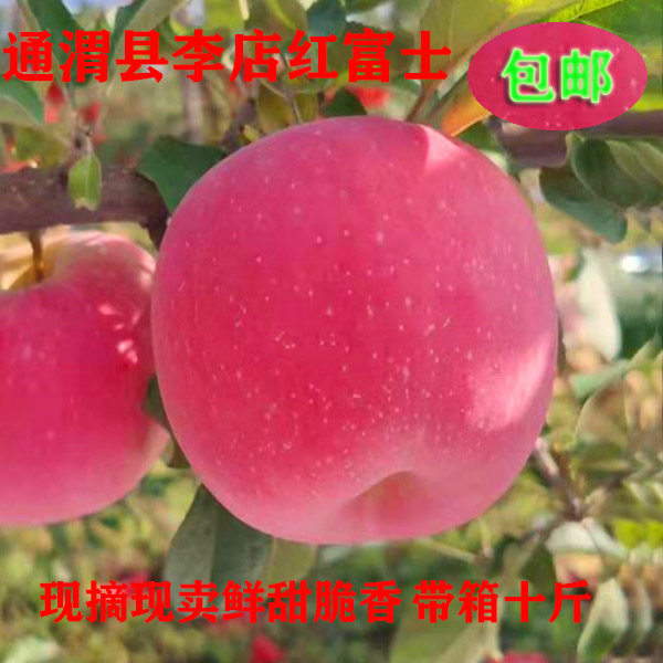 甘肃通渭自产苹果红富士鲜甜脆香现摘应季冰糖心水果18个十斤包邮