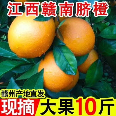 正宗江西赣南脐橙早橙新鲜水果