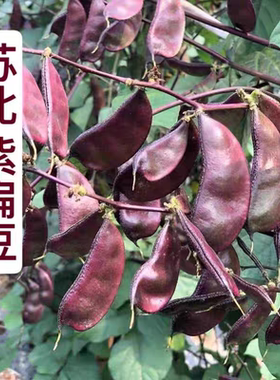 顺丰包邮农家现摘新鲜红扁豆露天紫扁豆时令蔬菜扁豆角猪耳朵