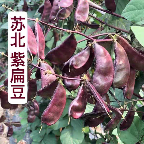 顺丰包邮农家现摘新鲜红扁豆露天紫扁豆时令蔬菜扁豆角猪耳朵