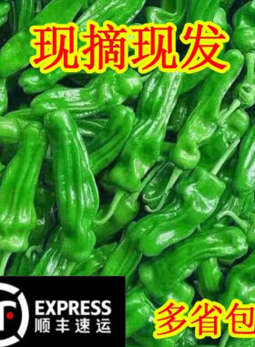 顺丰包邮农家新鲜虎皮薄皮青椒