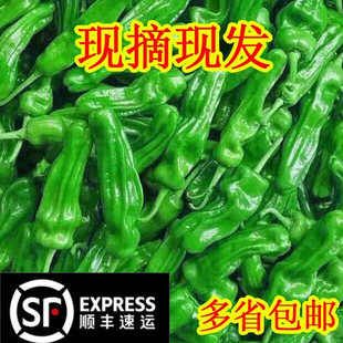 顺丰包邮农家新鲜虎皮薄皮青椒青辣椒菜椒牛角椒时令蔬菜当天现摘