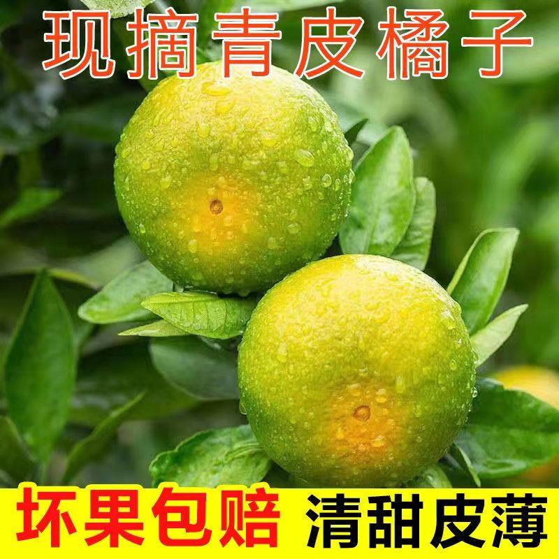 湖南洞口雪峰蜜桔湖南邵阳洞口