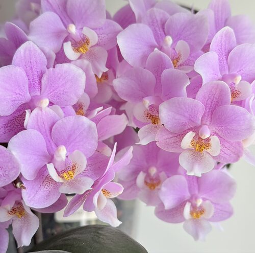 蝴蝶兰花剑苗3