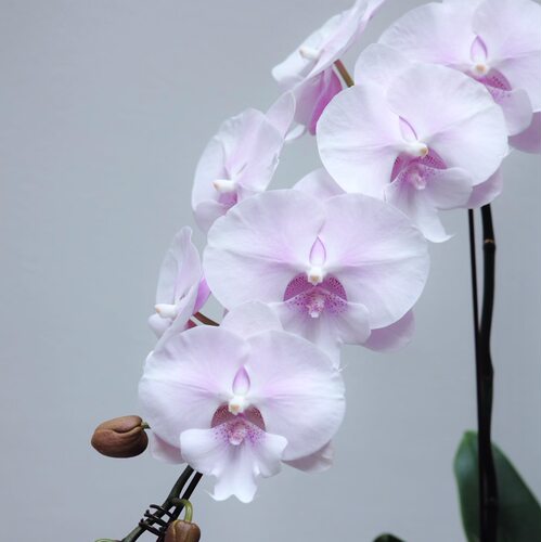 蝴蝶兰花剑苗2