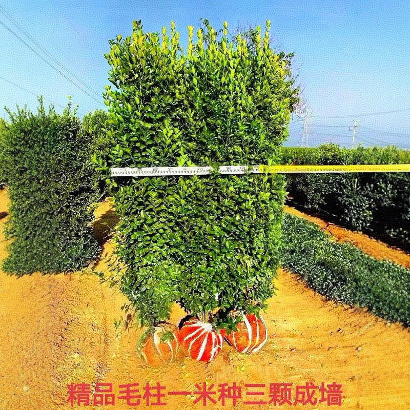 北海道大叶黄杨围墙篱笆四季常青