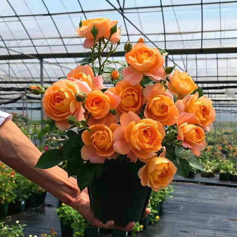 月季花盆栽室内客厅果汁阳台蔷薇