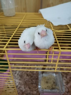 十姐妹保姆鸟文鸟放生鸟活体小鸟宠物鸟黑白花纯白驼花全驼保姆鸟