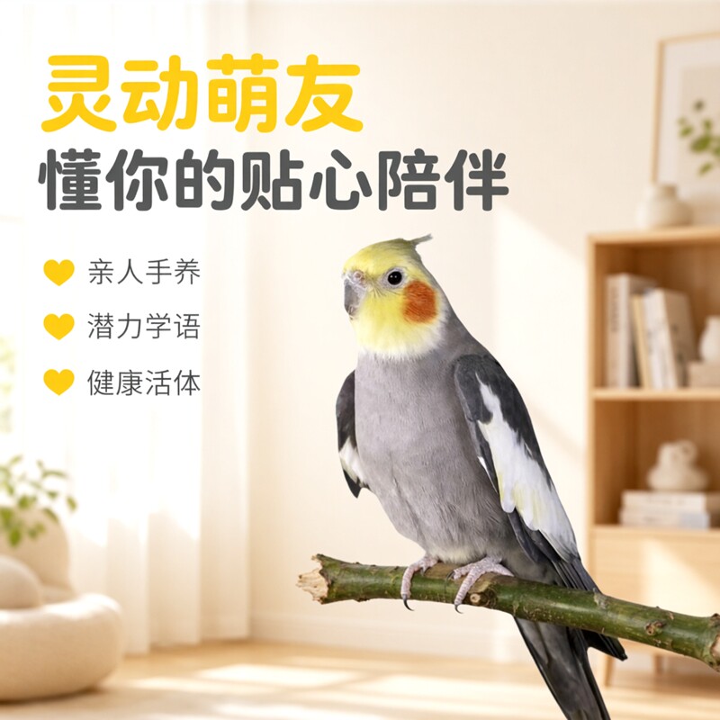 手养亲人鹦鹉鼠将军萌宠乐园