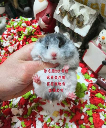 卷毛金丝熊稀有卷毛长毛熊活体已打疫苗仓鼠宠物活体卷毛金丝鼠 - 封面