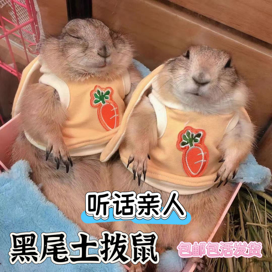 黑尾土拨鼠活体幼崽成体温顺亲人聪明网红异宠活体包活好养听话