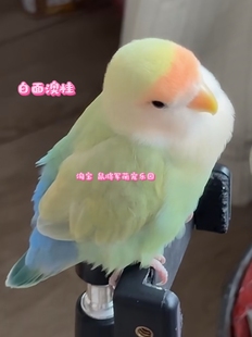 手养亲人鹦鹉活鸟活物牡丹鹦鹉鸟类会学说话 小鸟宠物鹦鹉手养鸟