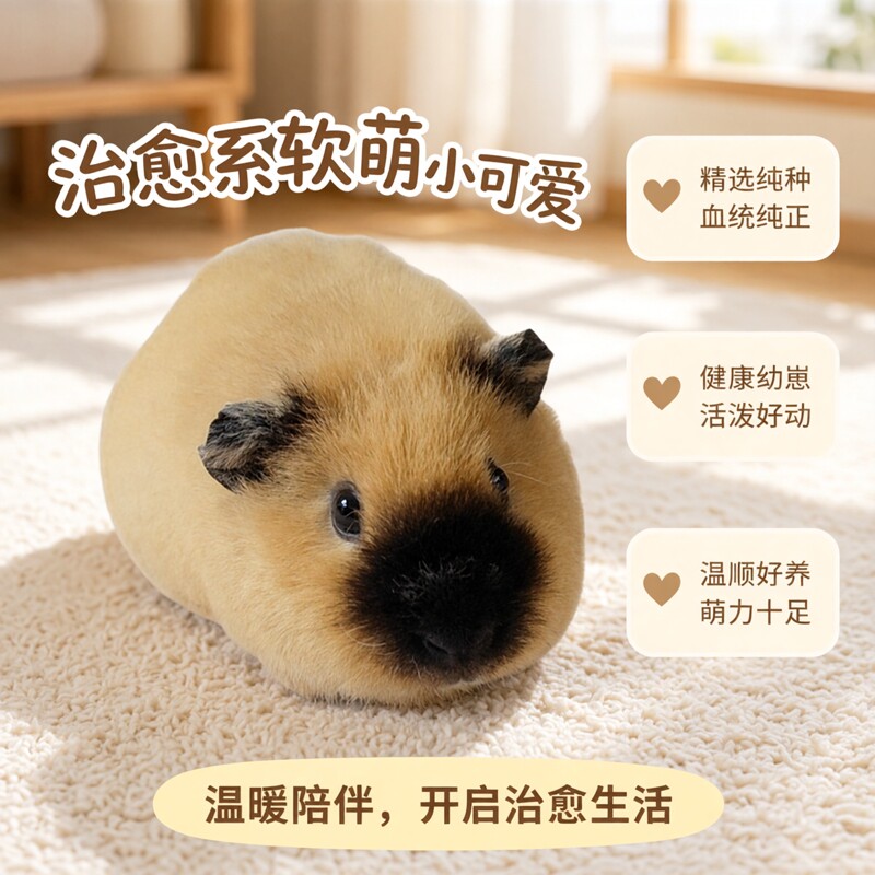 加州荷兰猪活物宝宝宠物卷毛荷兰鼠豚鼠活体幼崽奶黄英短加州家养