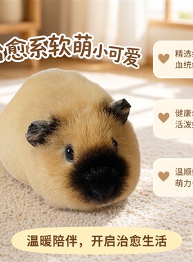 加州荷兰猪活物宝宝宠物卷毛荷兰鼠豚鼠活体幼崽奶黄英短加州家养