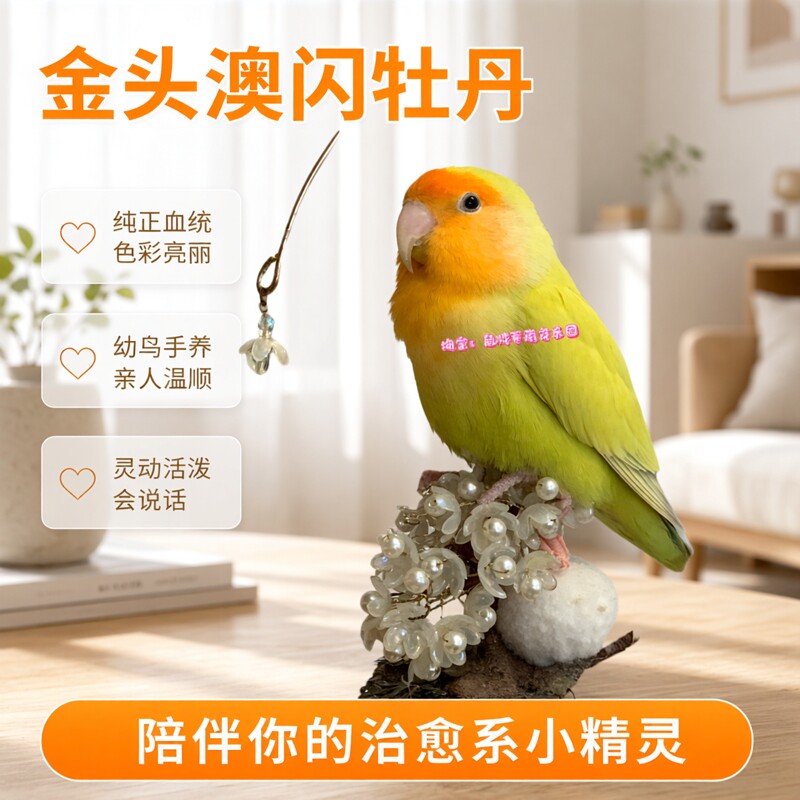 手养牡丹鹦鹉活体金头澳闪牡丹鹦鹉金面澳桂牡丹鹦鹉会说话活鸟