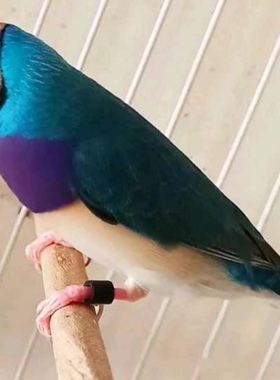 家庭精养蓝背七彩文鸟活体珍珠鸟活物小鸟观赏鸟宠物鸟纯白保姆鸟