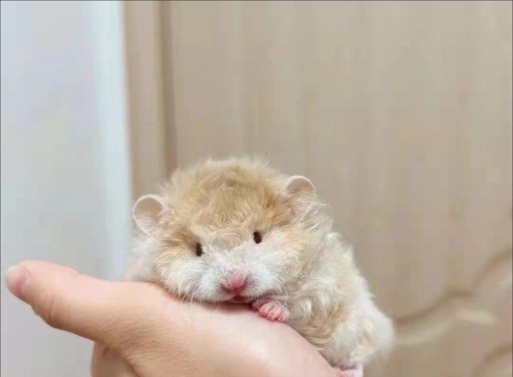 卷毛金丝熊黑波利金丝鼠面纹蜜纯银黑黄波火波肉桂长毛熊鸽灰仓鼠