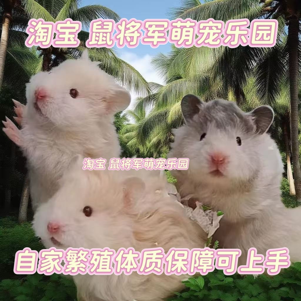 卷毛金丝熊黑波利金丝鼠面纹蜜纯银黑黄波火波肉桂长毛熊鸽灰仓鼠
