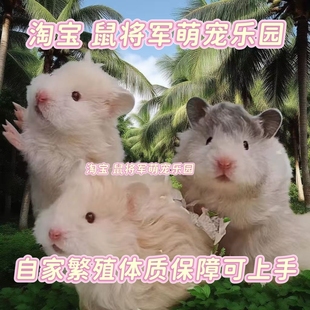 卷毛金丝熊黑波利金丝鼠面纹蜜纯银黑黄波火波肉桂长毛熊鸽灰仓鼠