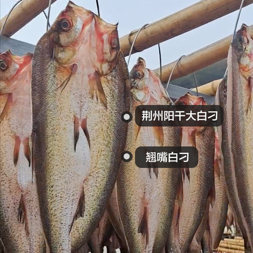 湖北荆州农家自然味道阳干鱼