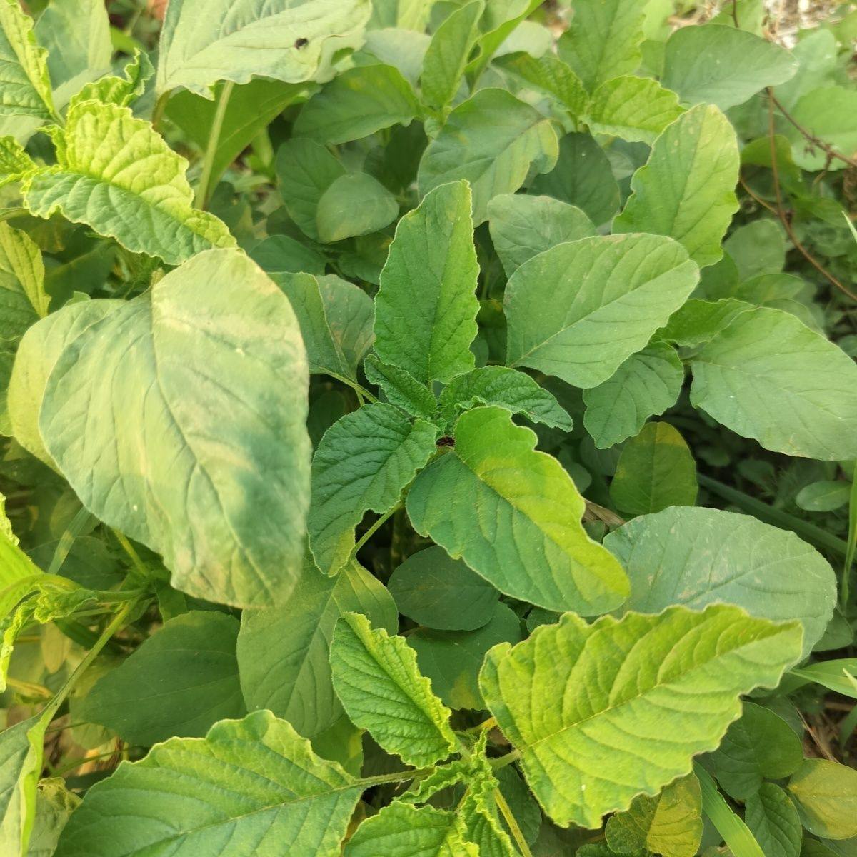 苋菜新鲜 纯野生绿苋菜杏叶菜银银菜玉谷叶人汉菜白苋菜 四季野菜