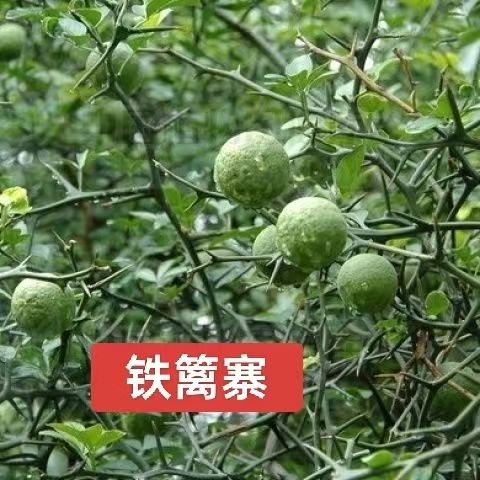 野生铁篱寨中药材枸橘枳壳枳实新鲜橘子土枳实铁篱笆果山货铁篱寨